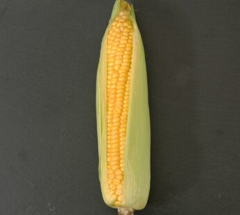 Zuckermais aus dem Garten